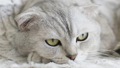 顺风局取胜仍艰难 领先后的国米就是守不住城门？